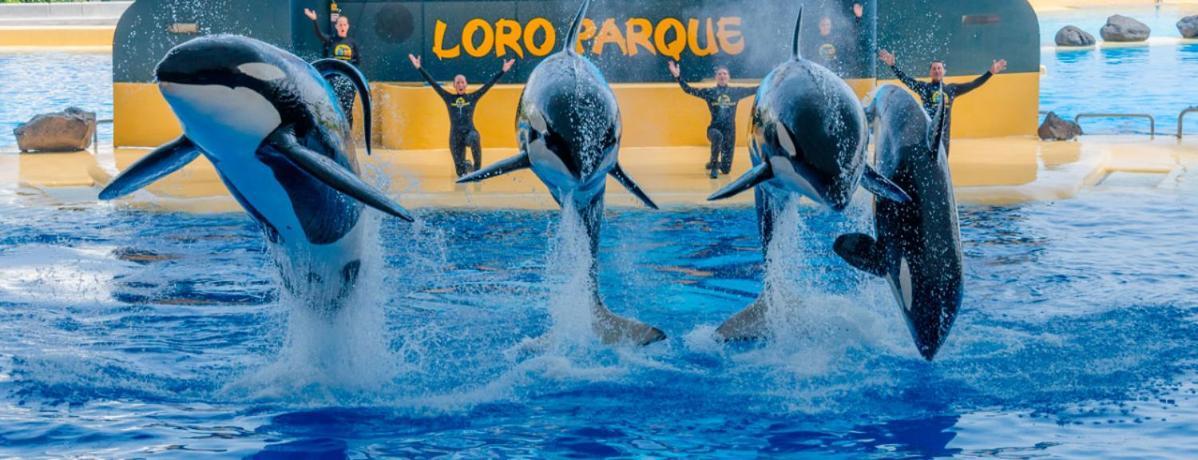 プエルト・デ・ラ・クルスTerrace On Puertoアパートメント エクステリア 写真